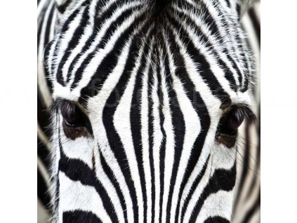 Třídílná vliesová fototapeta Zebra, rozměr 225x250cm, MS-3-0234