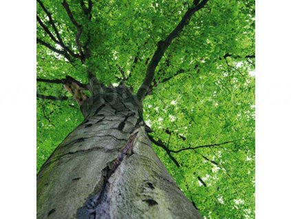 Třídílná vliesová fototapeta Koruny stromů, rozměr 225x250cm, MS-3-0101