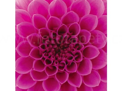 Třídílná vliesová fototapeta Růžová Jiřina, rozměr 225x250cm, MS-3-0132