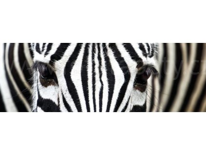 Dvoudílná vliesová fototapeta Zebra, rozměr 375x150cm, MP-2-0234