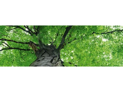 Dvoudílná vliesová fototapeta Koruny stromů, rozměr 375x150cm, MP-2-0101