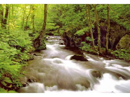 Osmidílná fototapeta Forest II, 366x254 cm, skladem poslední 4ks!!!