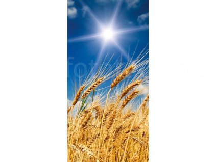 Dvoudílná vliesová fototapeta Pšeničné pole, rozměr 150x250cm, MS-2-0136