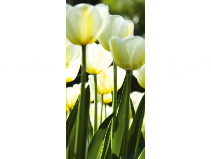 Dvoudílná vliesová fototapeta Bílé tulipány, rozměr 150x250cm, MS-2-0127