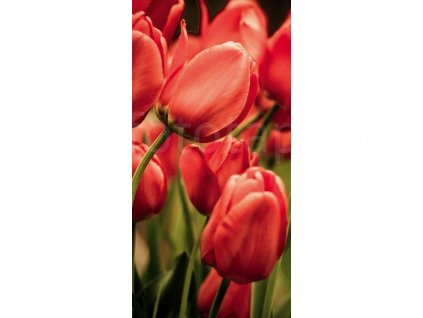 Dvoudílná vliesová fototapeta Červené tulipány, rozměr 150x250cm, MS-2-0128