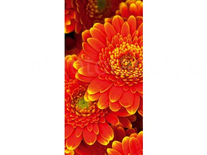 Dvoudílná vliesová fototapeta Gerbera, rozměr 150x250cm, MS-2-0131