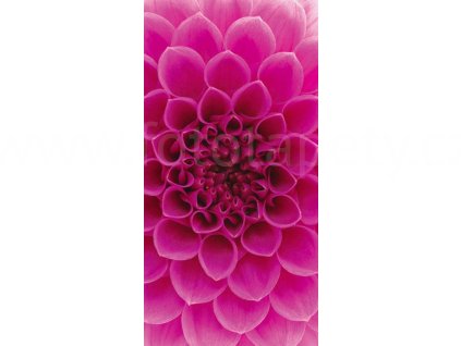 Dvoudílná vliesová fototapeta Růžová Jiřina, rozměr 150x250cm, MS-2-0132