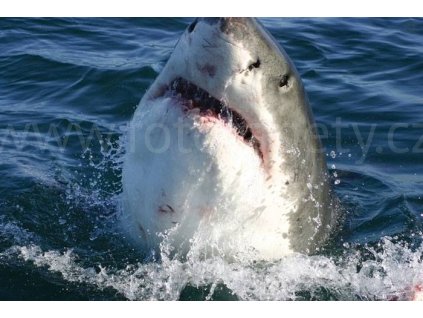 Pětidílná vliesová fototapeta Žralok, rozměr 375x250cm, MS-5-0217