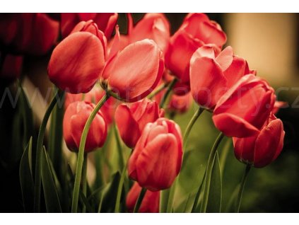 Pětidílná vliesová fototapeta Červené tulipány, rozměr 375x250cm, MS-5-0128