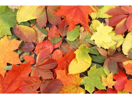fototapeta Podzimní listí