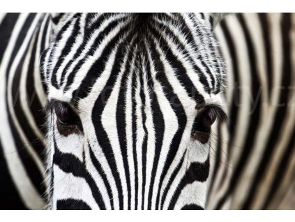 Pětidílná vliesová fototapeta Zebra, rozměr 375x250cm, MS-5-0234