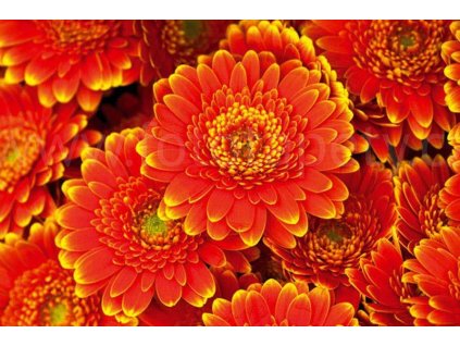 Pětidílná vliesová fototapeta Gerbera, rozměr 375x250cm, MS-5-0131