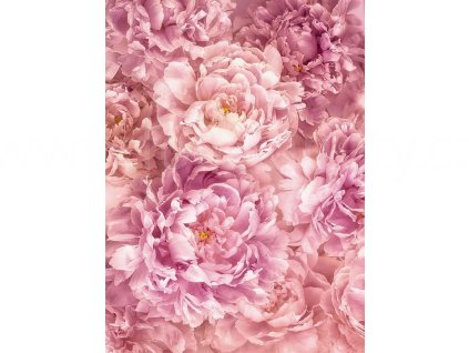 Dvoudílná vliesová fototapeta Růžové květy, 184x248cm, XXL2-009