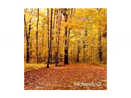 Samolepící velkoplošná nálepka - Podzimní les, 100x100cm