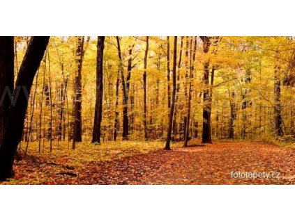 Samolepící velkoplošná nálepka - Podzimní les, 180x100cm