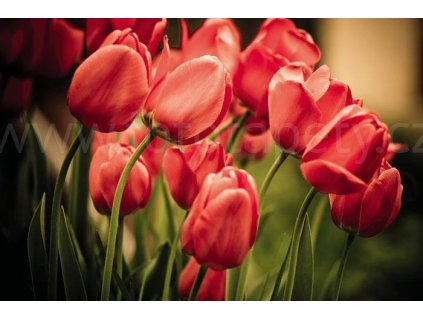 Samolepící fototapeta na podlahu - Červené tulipány, 255x170cm, 004