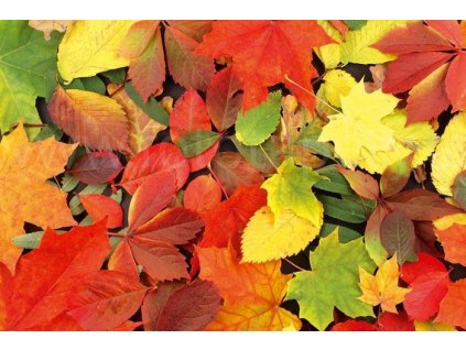 Samolepící fototapeta na podlahu - Podzimní listí, 255x170cm, 005