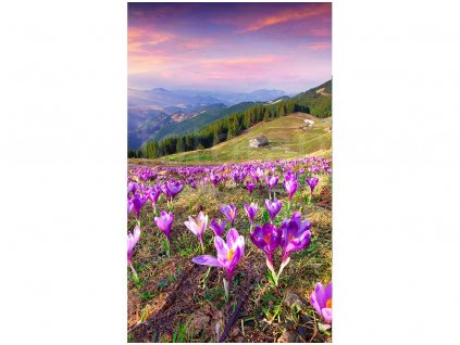 Crocuses at spring