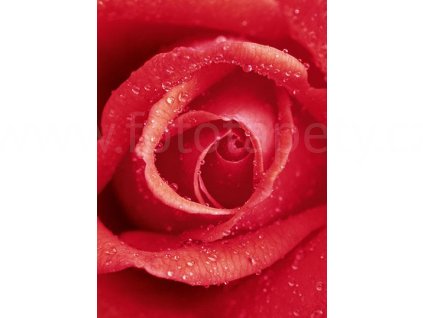 Obrazová tapeta čtyřdílná Růže, šíře 183cm, výška 254cm, 4D ID 368