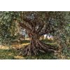 Osmidílná fototapeta Olivový strom, National Geographic, 368x254cm, 8D 8-531