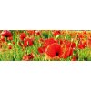 Samolepící fototapeta do kuchyně - Vlčí máky, 180x60cm, 028