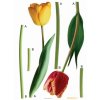 Samolepka na zeď - Červený a žlutý tulipán, 65x85cm, F0401