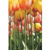 Dvoudílná obrazová tapeta Žluté tulipány FT 0046, rozměr 180x 270cm, poslední 1 ks !!!