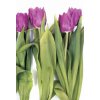 Dvoudílná obrazová tapeta Fialové tulipány FT 0066, rozměr 180x 270cm, poslední 1 ks