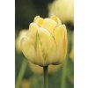 Dvoudílná obrazová tapeta Žlutý tulipán FT 0076, rozměr 180x 270cm, poslední 1 ks!!!