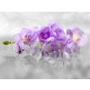 Čtyřdílná vliesová obrazová tapeta Orchidej FTN xxl 2400, rozměr 360 x 270cm