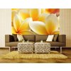 Třídílná vliesová fototapeta Plumeria, rozměr 225x250cm, MS-3-0140