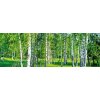 Dvoudílná vliesová fototapeta Březový les, rozměr 375x150cm, MP-2-0100