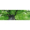 Dvoudílná vliesová fototapeta Koruny stromů, rozměr 375x150cm, MP-2-0101