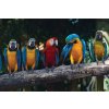 Pětidílná vliesová fototapeta Pestrobarevní papoušci, rozměr 375x250cm, MS-5-0223