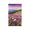 Crocuses at spring