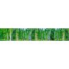KI 350 044 birch grow
