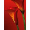 Obrazová tapeta čtyřdílná Červená kala, šířka 183, výška 254, 4D ID 406