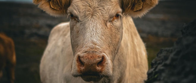 TOP 5 fotek z prosincového Fotobattle