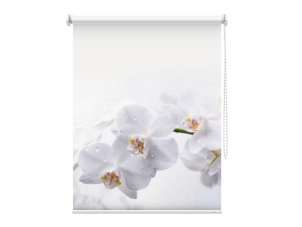Fotoroleta Orchidej bílá