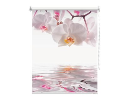 Fotoroleta Orchidej bíla 2