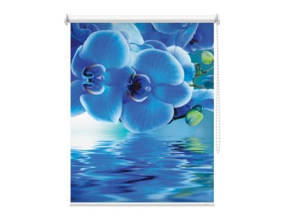 Fotoroleta Orchidej modrá