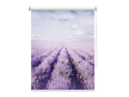 Fotoroleta Levandulové pole