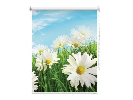 Fotoroleta Kopretiny