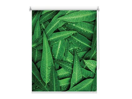 Fotoroleta Kapky svěžesti na listech 2