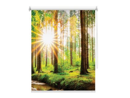 Fotoroleta Sluneční paprsky v lese 2