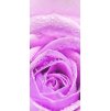 Růže fialová