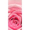 Růže růžová