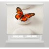 Fotoroleta Motýl