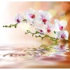 Orchidej nad vodou
