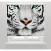 Fotoroleta Bílý tygr
